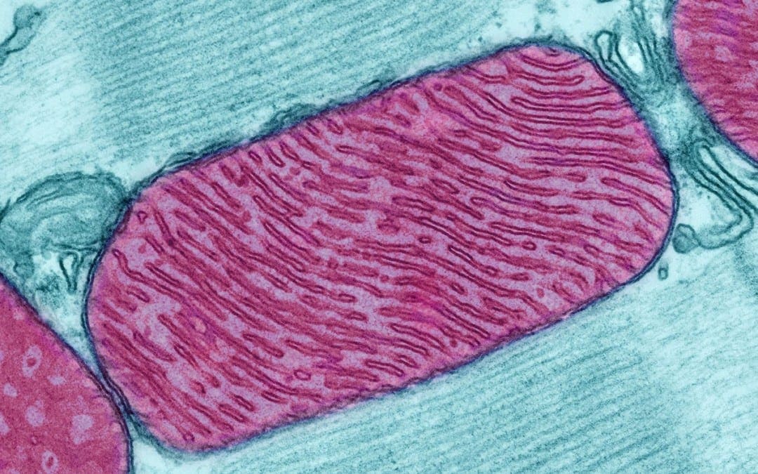 immagine microscopica dei mitocondri
