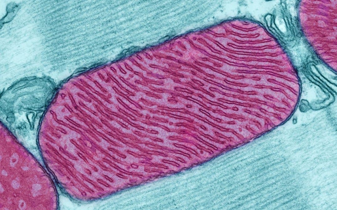 microscopic image of mitochondria