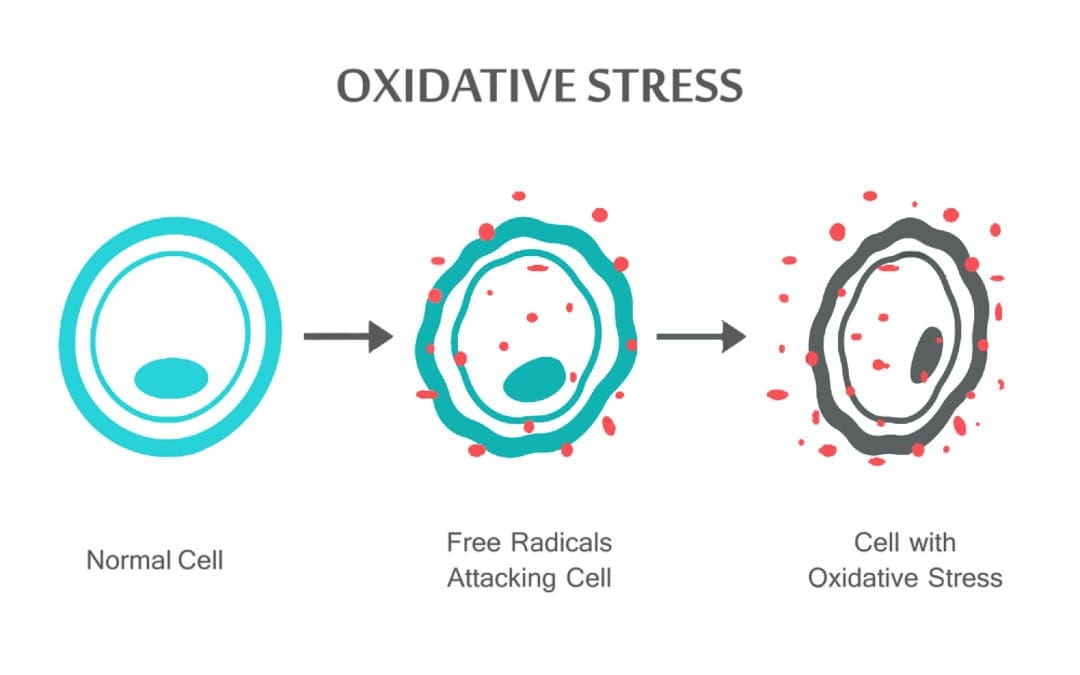 El Paso, TX Oxidatieve Stress en Antioxidant Defense