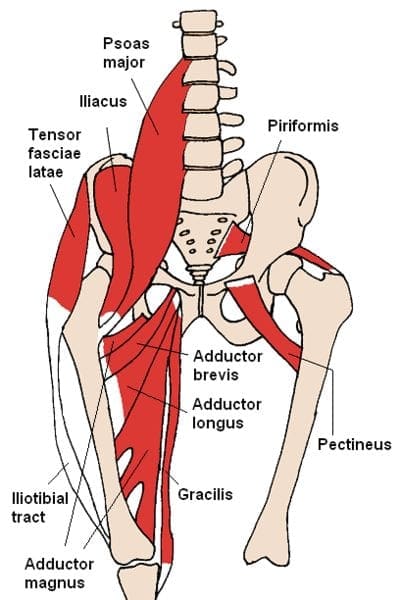 Anterior Hip Muscles piriformis el paso tx