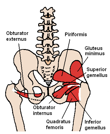Posterior Hip Muscles piriformis el paso tx