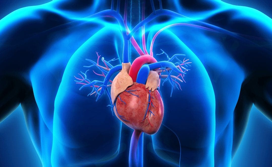 Epidemiology & Pathophysiology of Cardiovascular Disease | Wellness Clinic