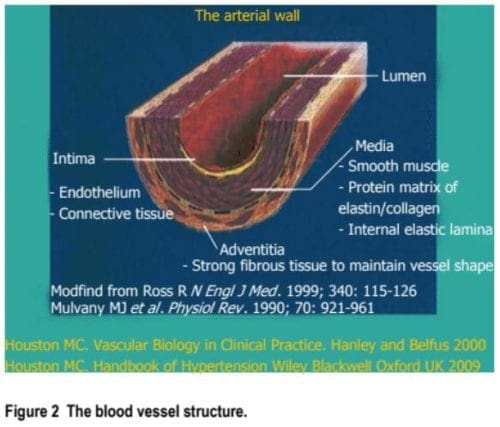 Struttura dei vasi sanguigni
