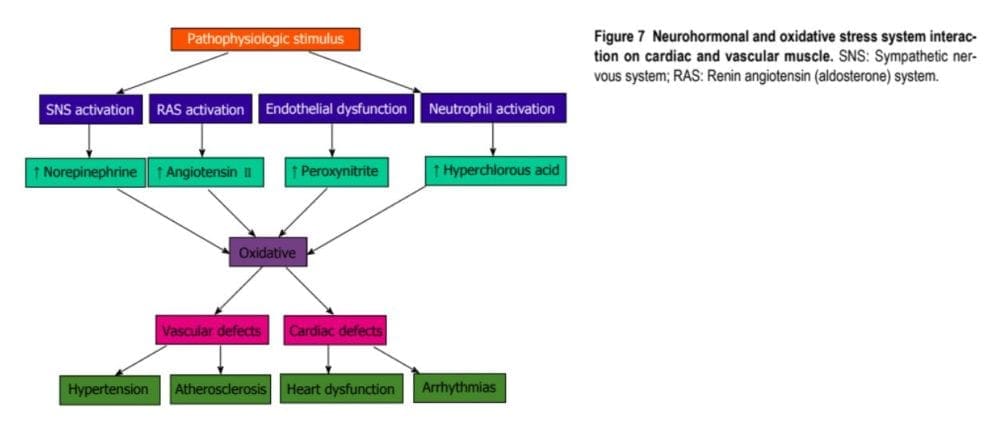 Neurohormonal and Oxidative Stress System Interaction