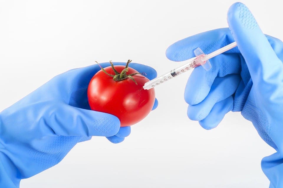 הסיכונים הבריאותיים של מזון מהונדס גנטית (GM)