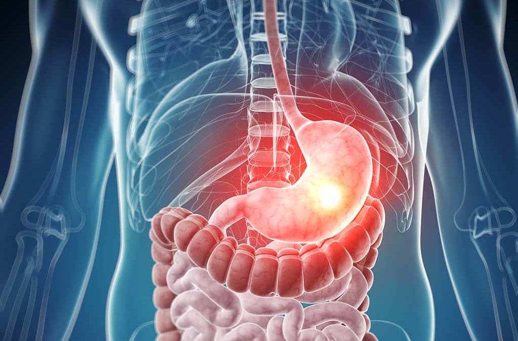 Anatomia del sistema digestivo | Clinica del benessere