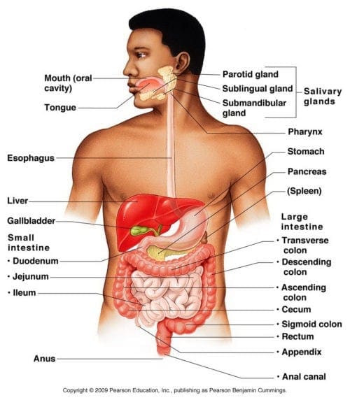 Diagramma di anatomia dell'apparato digerente | Clinica del benessere