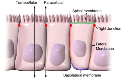 Percorsi di permeabilità epiteliale