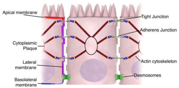 Panoramica dei complessi di giunzione epiteliale intestinale