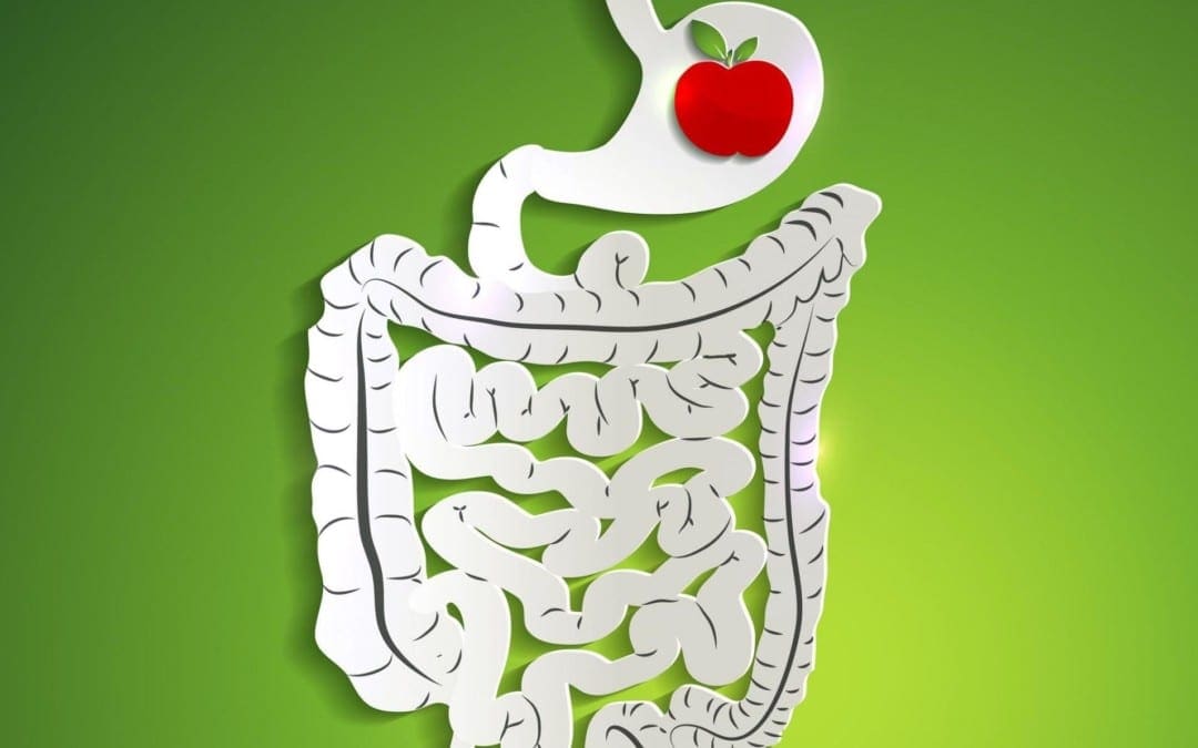 Important Tips for Good Digestive Health | Wellness Clinic