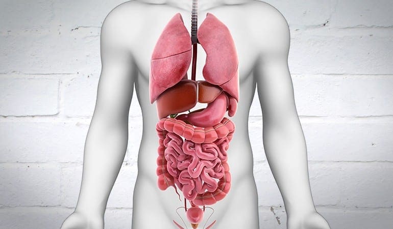 Immagine raffigurante il sistema digestivo con una forte barriera dietro di esso.