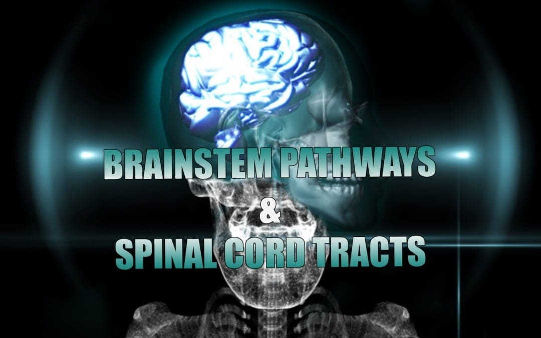Receptors, Brainstem Pathways And Spinal Cord Tracts | El Paso, TX. | Part I