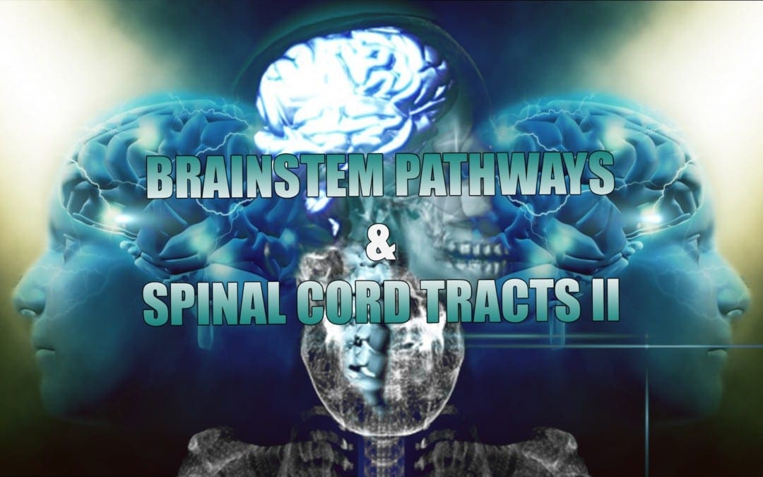Receptors, Brainstem Pathways And Spinal Cord Tracts | El Paso, TX. | Part II