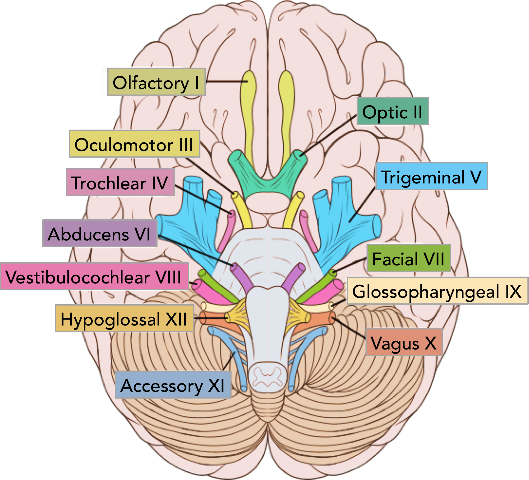 Diagrama de Nervos Cranianos 1 | El Paso, TX Chiropractor