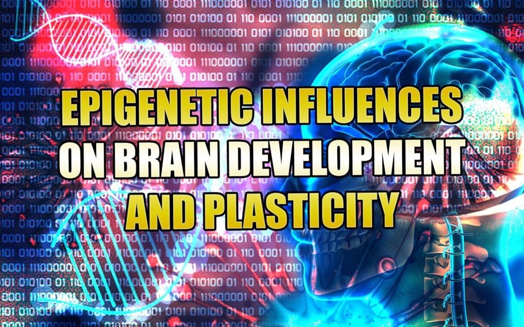Influenze epigenetiche sullo sviluppo del cervello e sulla plasticità