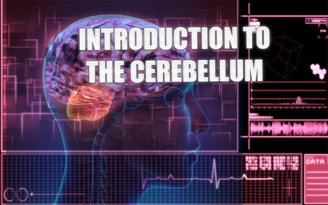 Introduction To The Cerebellum | El Paso, TX. | Part I