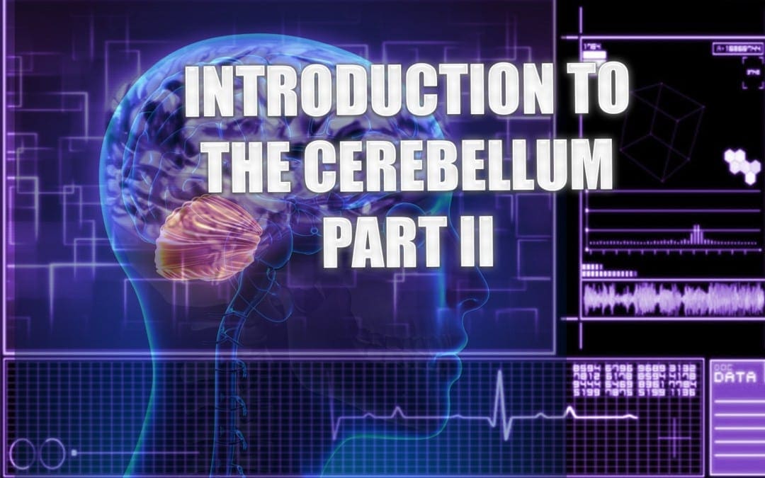 Introduction To The Cerebellum | El Paso, TX. | Part II
