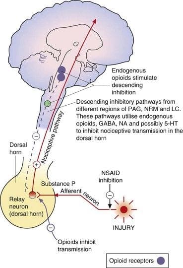 Ендогени опиоиди Дијаграм 4 | Ел Пасо, ТКС Киропрактичар