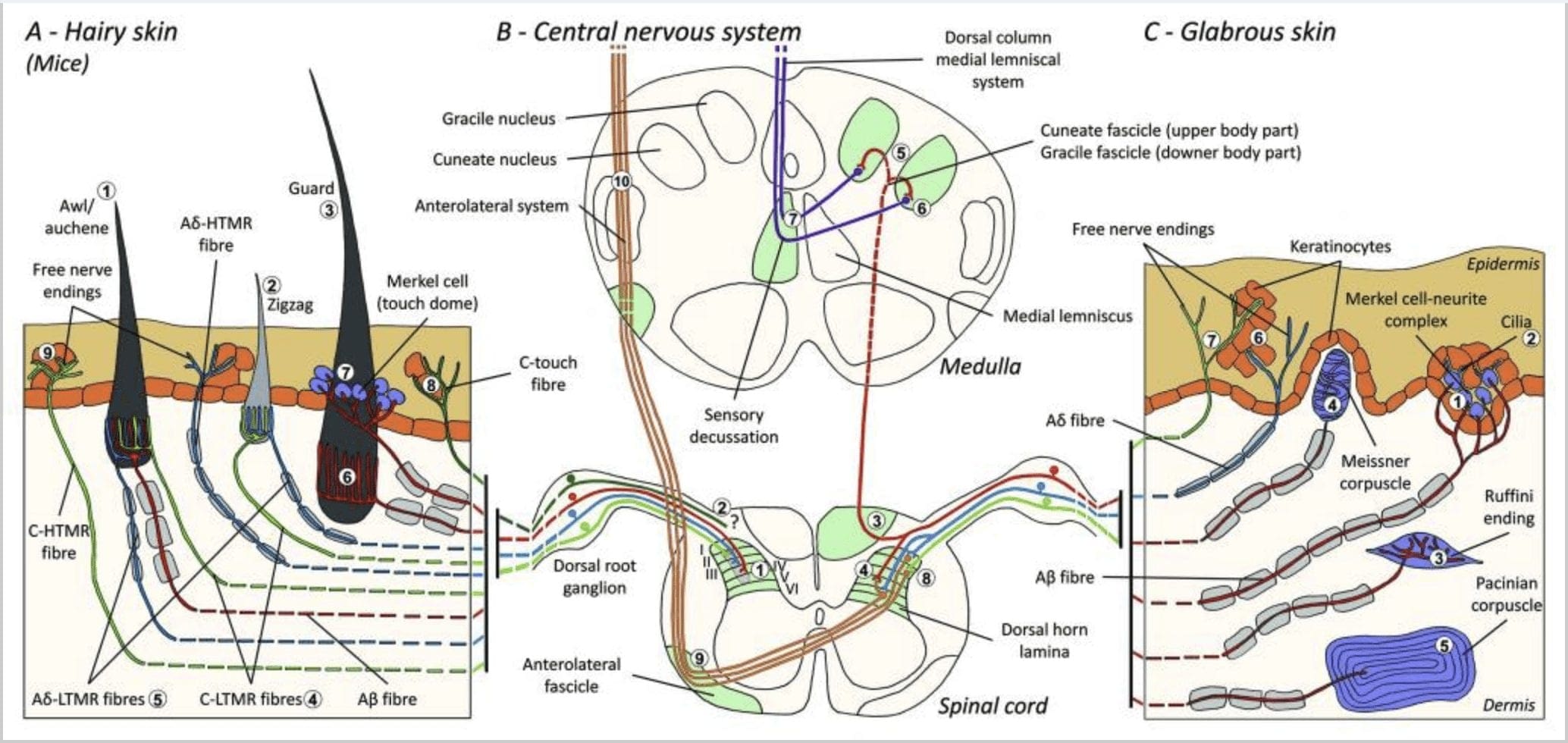 Figure 1 Organization and Projections of Cutaneous Mechanoreceptors | El Paso, TX Chiropractor