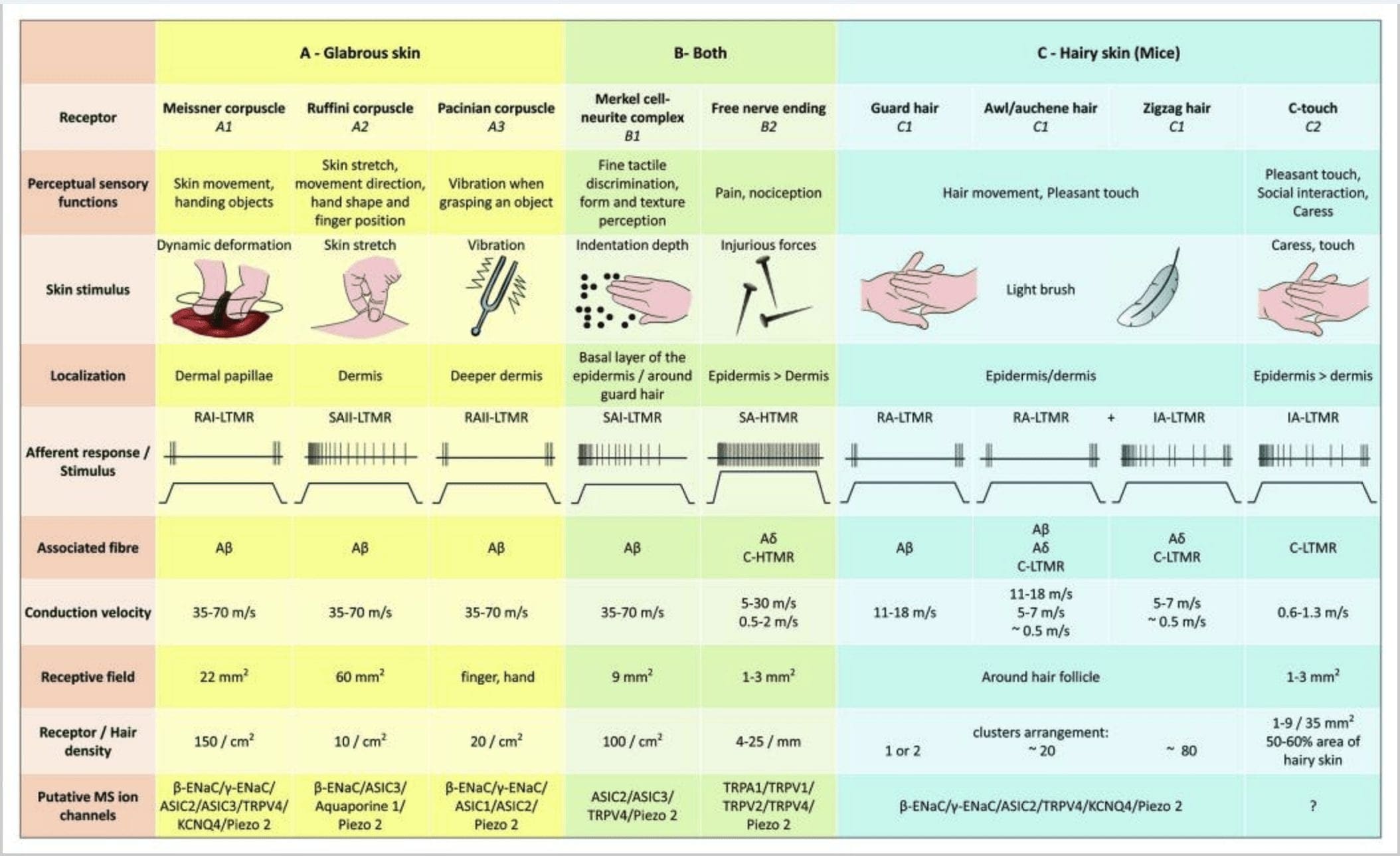 Figur 2 Tactile Receptors in Mammals | El Paso, TX Kiropraktor