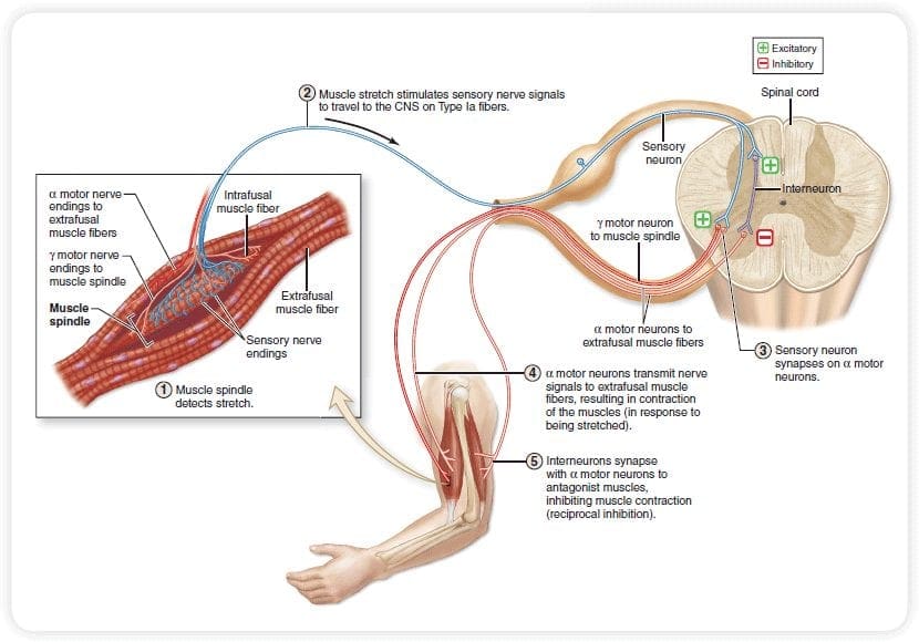 Diagram PNF 1 | El Paso, TX Chiropractor