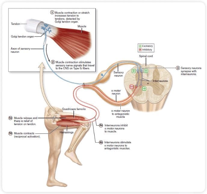 PNF-diagram 2 | El Paso, TX Chiropractor