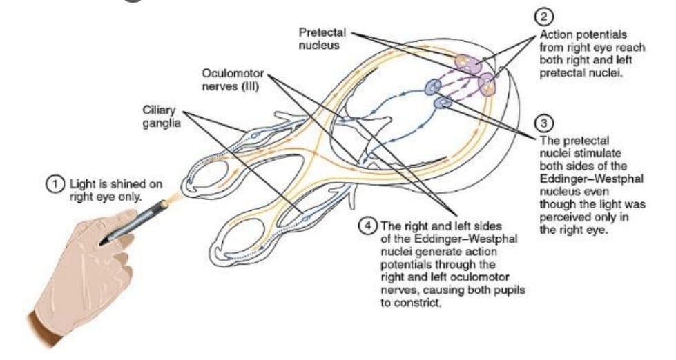 Pagsulay sa Cranial Nerve III | El Paso, TX Chiropractor