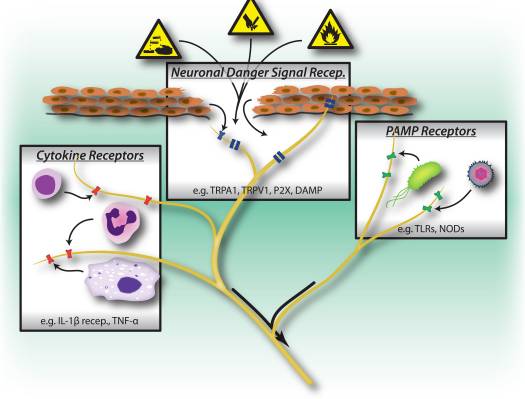 Figura Trigger di attivazione 1 del sistema nervoso periferico | Chiropratico di El Paso, TX