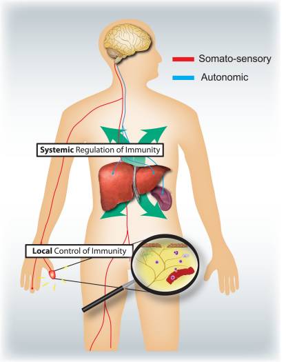 Figura 4 Sensory and Autonomic Nervous Systems | Chiropratico di El Paso, TX