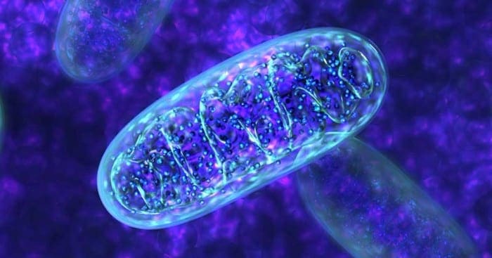 Le Mataʻupu Faʻafuaseʻi O Nrf2 I Mitochondrial Function