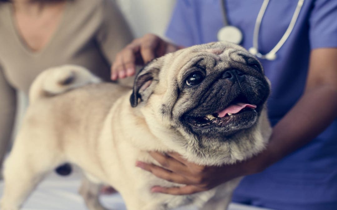 Il trattamento chiropratico può essere utilizzato per gli animali domestici? El Paso, TX.