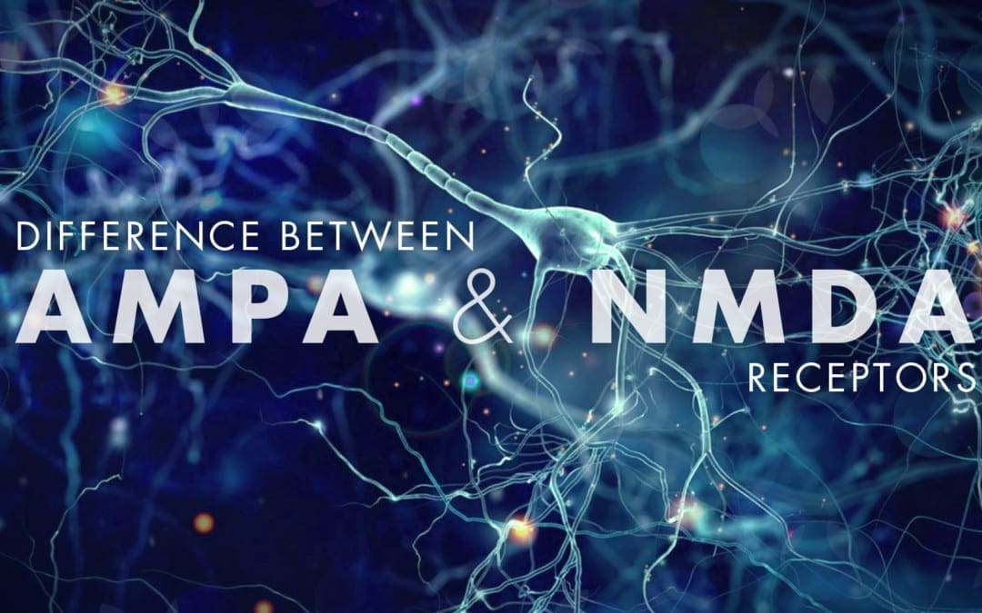 Difference Between AMPA and NMDA Receptors