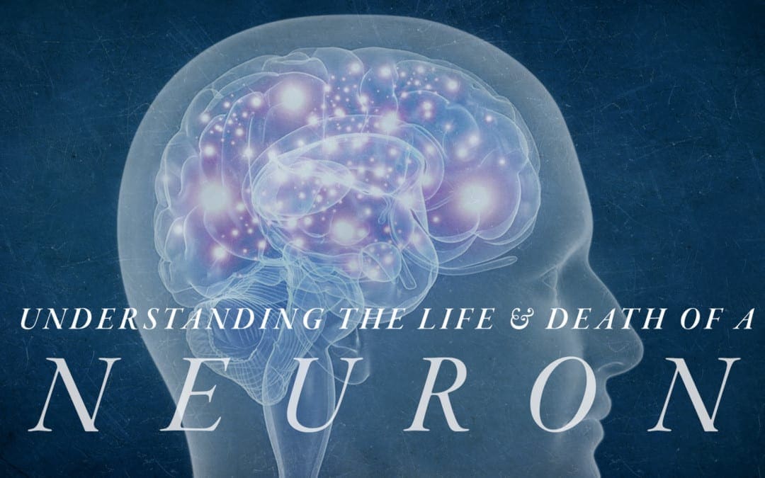 Understanding the Life and Death of a Neuron | El Paso, TX Chiropractor