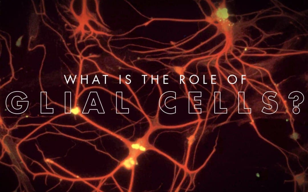 What is the Role of Glial Cells?