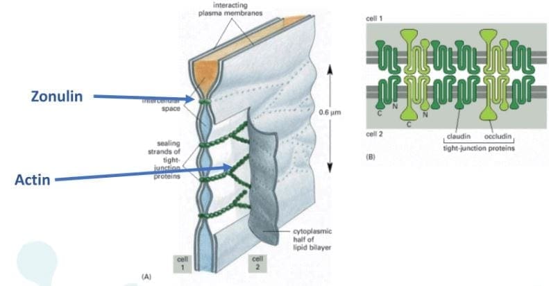 Actin cell structure