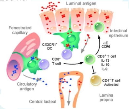 Cells