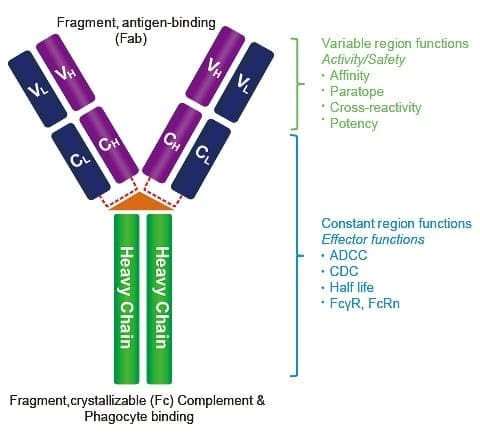 IgG_antibody_figure