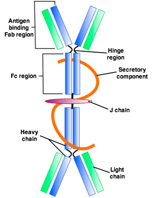 Immunoglobulin-A-IgA-Figure-1