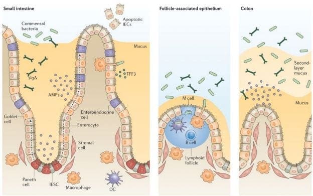 intestino