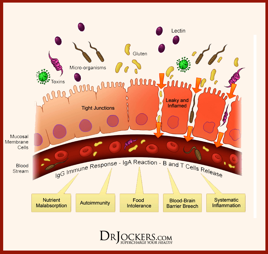 LECTIN_തന്മാത്രകൾ