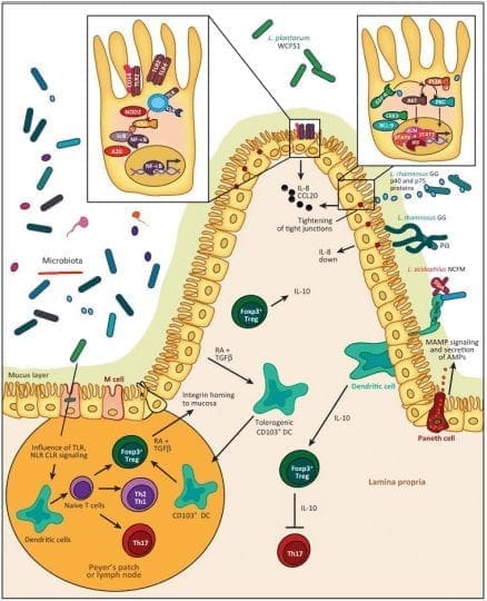 Influenza microbica