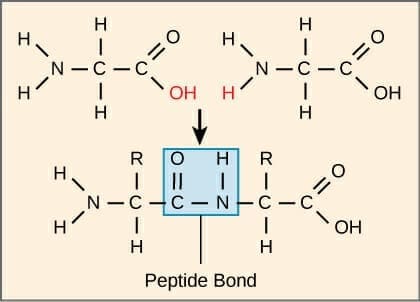 Peptide-Bond-Formazione