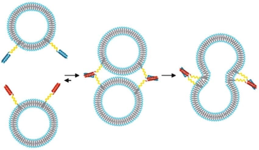 Schematica-illustrazione-di-liposoma-fusione mediata-by-semplici-SNARE-protein-imita