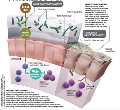 bigcells