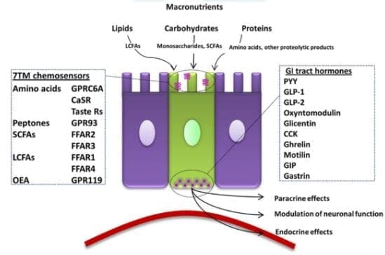 enteroedocrine cells.JPG