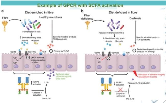 gprotein