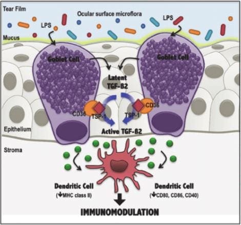 important cells.JPG