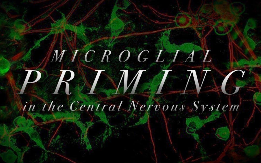 Microglial Priming sa Central Nervous System | El Paso, TX Chiropractor