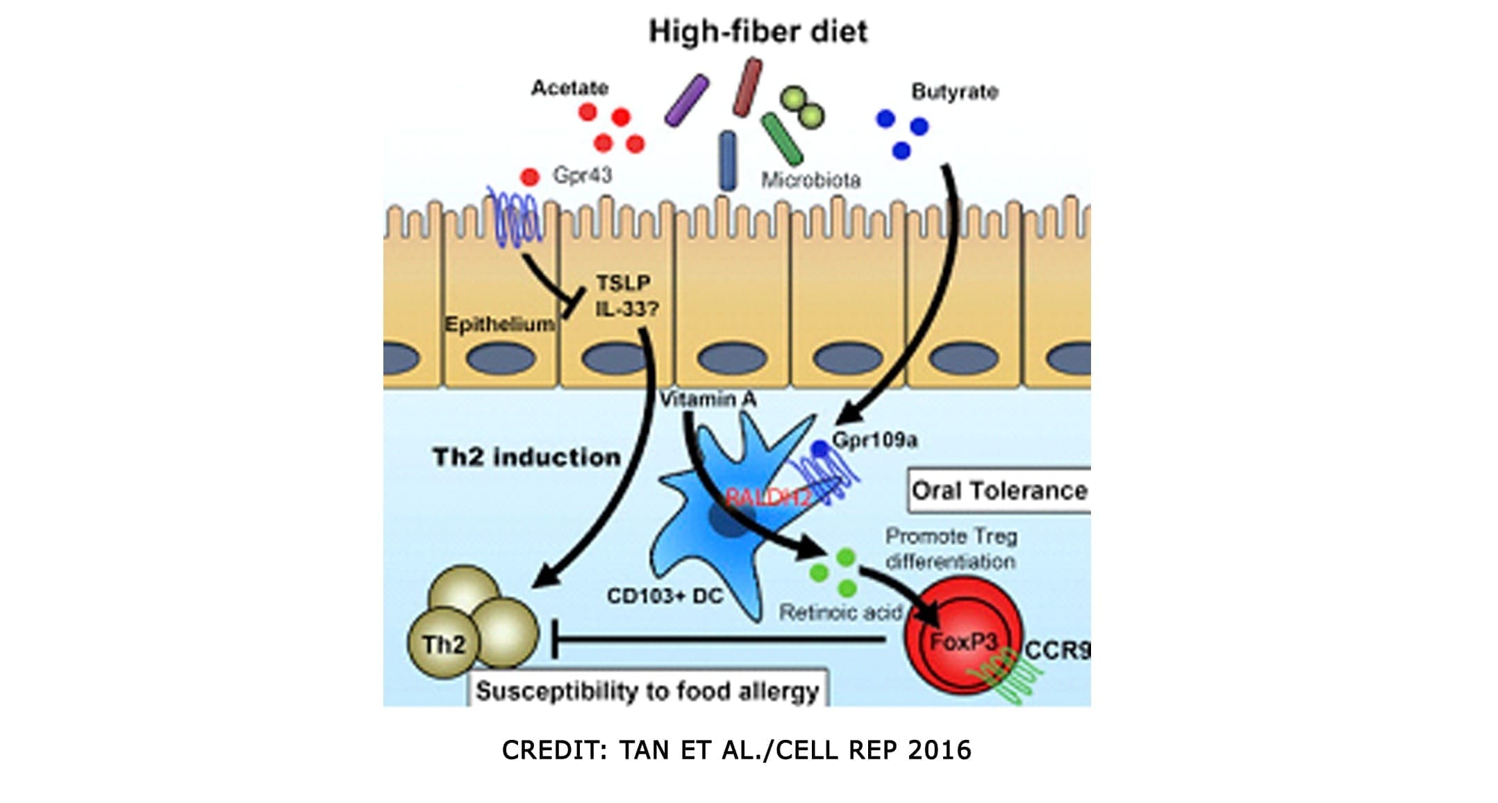 post-Dietary-fibre-short-chain-fatty-acids-and-vitamin-A