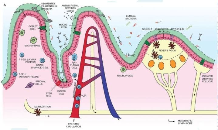 protective mucus layer